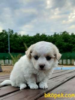 Havanese Yavruları 4