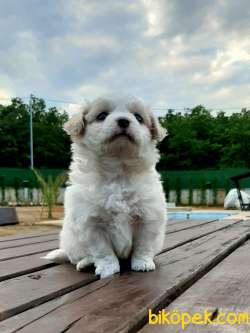 Havanese Yavruları 2