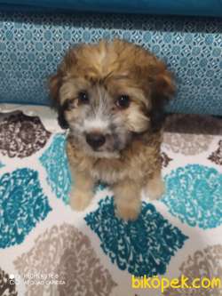Havannesi Terrier Cinsi Köpek 2