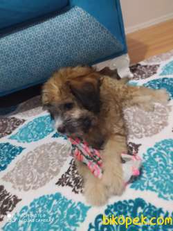 Havannesi Terrier Cinsi Köpek 3