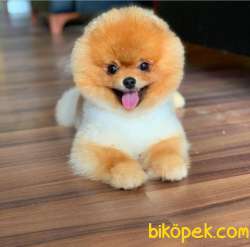Hayatınıza Kalite Ve Renk Katacak Teddybear Yavrum 1