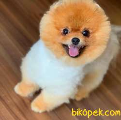 Hayatınıza Kalite Ve Renk Katacak Teddybear Yavrum 2