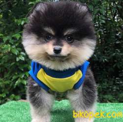 Her Güzellikte Pomeranian BOO Yavrularımız 1