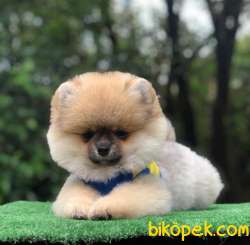 Her Güzellikte Pomeranian BOO Yavrularımız 2