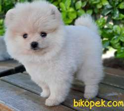 Her Güzellikte Pomeranian BOO Yavrularımız 3
