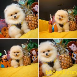 Her Hafta Güncellenen Birbirinden Güzel Pomeranian Boo Yavrular 5