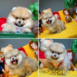 Her Hafta Güncellenen Birbirinden Güzel Pomeranian Boo Yavrular 3