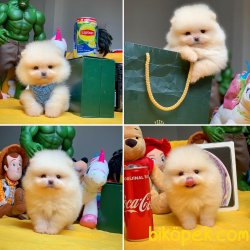Her Hafta Güncellenen Birbirinden Güzel Pomeranian Boo Yavrular 1