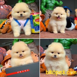 Her Hafta Güncellenen Birbirinden Güzel Pomeranian Boo Yavrular 4