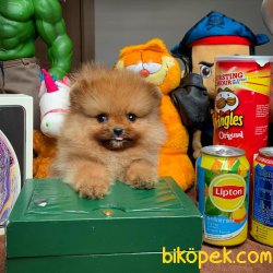 Her Hafta Güncellenen Pomeranian Boo Yavruları 2