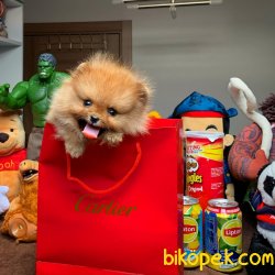 Her Hafta Güncellenen Pomeranian Boo Yavruları 1