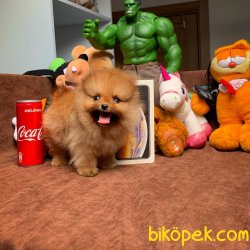 Her Hafta Güncellenen Pomeranian Boo Yavruları 3