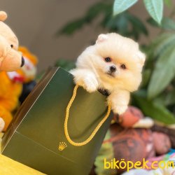 Her Hafta Güncellenen Türkiyenin En Güzel Pomeranian Boo Yavru 2