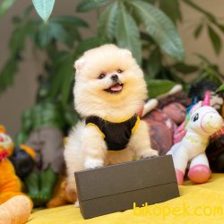 Her Hafta Güncellenen Türkiyenin En Güzel Pomeranian Boo Yavru 1
