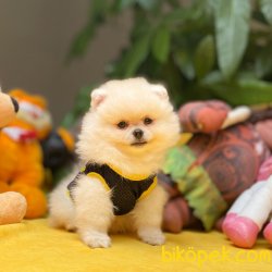 Her Hafta Güncellenen Türkiyenin En Güzel Pomeranian Boo Yavru 5