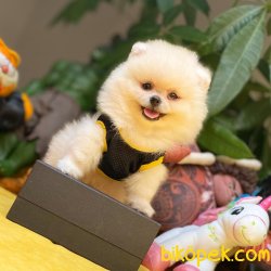 Her Hafta Güncellenen Türkiyenin En Güzel Pomeranian Boo Yavru 4