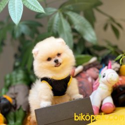 Her Hafta Güncellenen Türkiyenin En Güzel Pomeranian Boo Yavru 3