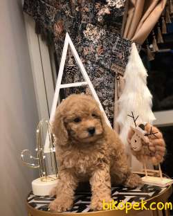 HER İLE GÖNDERİM SAĞLIYORUZ TOY POODLE YAVRULAR 4