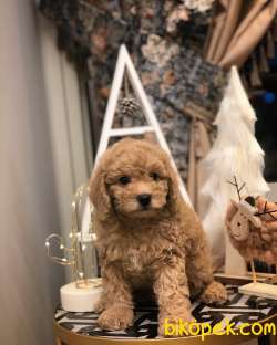 HER İLE GÖNDERİM SAĞLIYORUZ TOY POODLE YAVRULAR 1