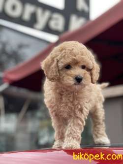 Her Ren Toy Pooodle Yavruları Mevcut 3
