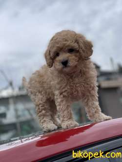 Her Ren Toy Pooodle Yavruları Mevcut 1