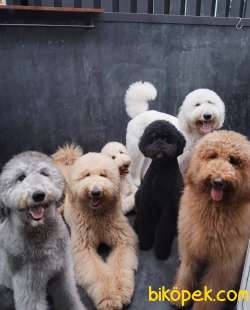 Her Renk Dev Standart Poodle Yavruları 1