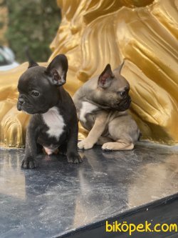 Her Renk French Bulldog Yavrularımız 4