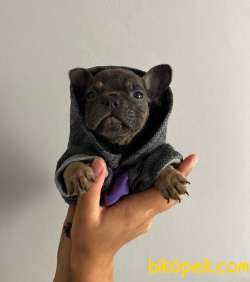HER RENK FRENCH BULLDOG YAVRUMUZ MEVCUTTUR 2