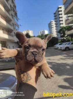HER RENK FRENCH BULLDOG YAVRUMUZ MEVCUTTUR 4