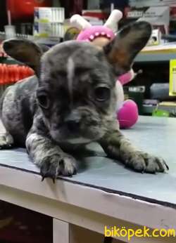 HER RENK FRENCH BULLDOG YAVRUMUZ MEVCUTTUR 3