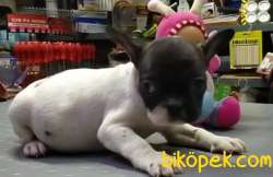 HER RENK FRENCH BULLDOG YAVRUMUZ MEVCUTTUR 1