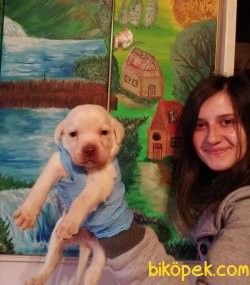 Her Renk Labrador Retriever Yavrularımız 2