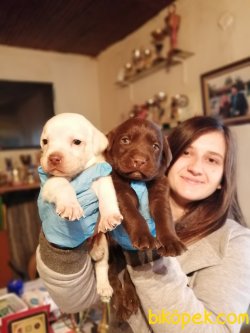 Her Renk Labrador Retriever Yavrularımız 4