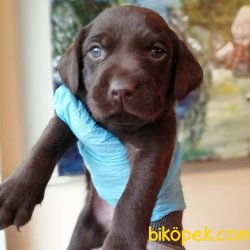 Her Renk Labrador Retriever Yavrularımız 3