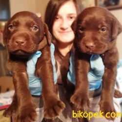 Her Renk Labrador Retriever Yavrularımız 2