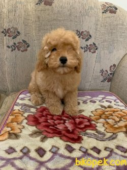 Her Renk Mini Toy Poodle Yavrularımız 2
