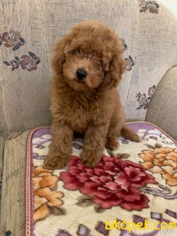 Her Renk Mini Toy Poodle Yavrularımız 3