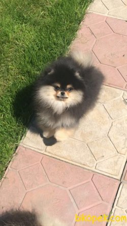 Her Renk Pomeranian Boo Dog Xs Boyut 3