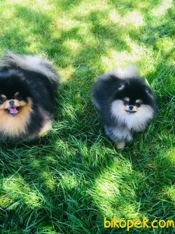 Her Renk Pomeranian Boo Dog Xs Boyut 1