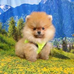Her Renk Pomeranian Boo Yavrularımız 3