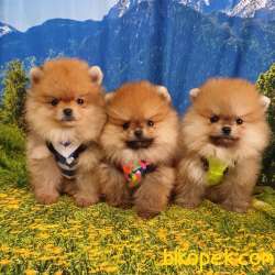 Her Renk Pomeranian Boo Yavrularımız 1