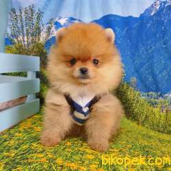 Her Renk Pomeranian Boo Yavrularımız 4