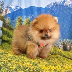 Her Renk Pomeranian Boo Yavrularımız 2