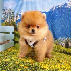 Her Renk Pomeranian Boo Yavrularımız 5