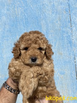 HER RENK POODLE BEBEKLER 2