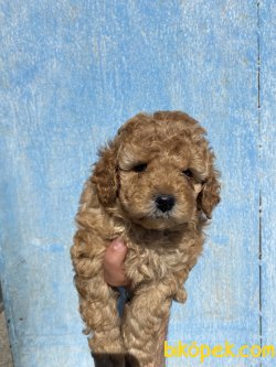 HER RENK POODLE BEBEKLER 3
