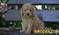 HER RENK POODLE BEBEKLERİMİZ 3