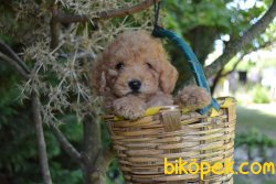 HER RENK POODLE BEBEKLERİMİZ 2