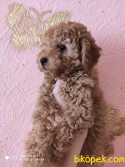 Her Renk Poodle Bebeklermiz Toy Boyut 4