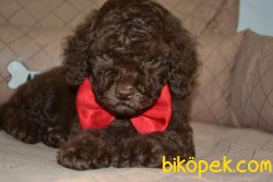 HER RENK POODLE YAVRULARIMIZ 2